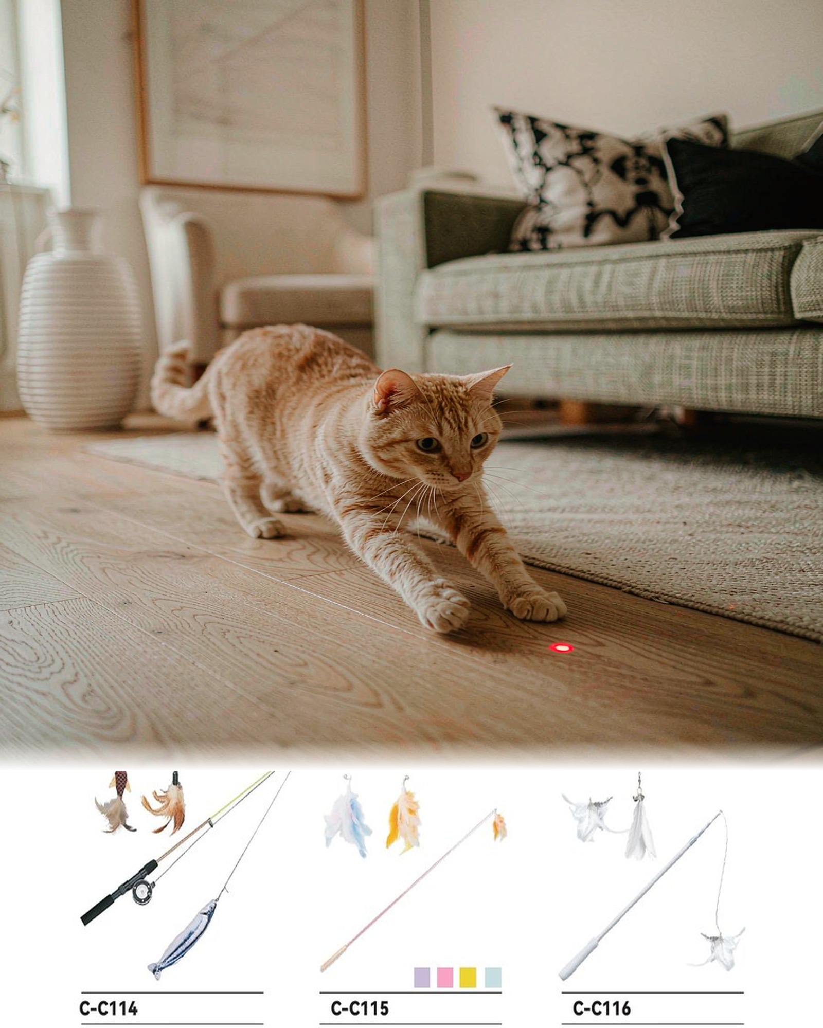 Cat chasing a red laser dot
